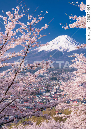《山梨県》富士山と満開の桜・春の新倉山浅間公園 96022498