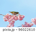 椿寒桜とメジロ 96022610