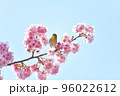 椿寒桜とメジロ 96022612