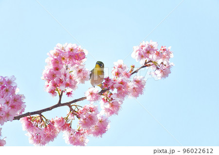 椿寒桜とメジロ 椿寒桜とメジロ 96022612