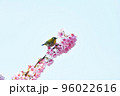 椿寒桜とメジロ 96022616