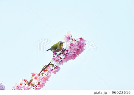 椿寒桜とメジロ 椿寒桜とメジロ 96022616