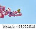 椿寒桜とメジロ 96022618