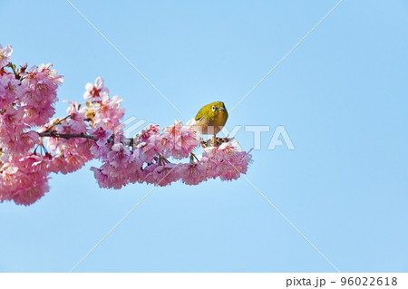 椿寒桜とメジロ 椿寒桜とメジロ 96022618