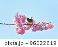 椿寒桜とメジロ 96022619