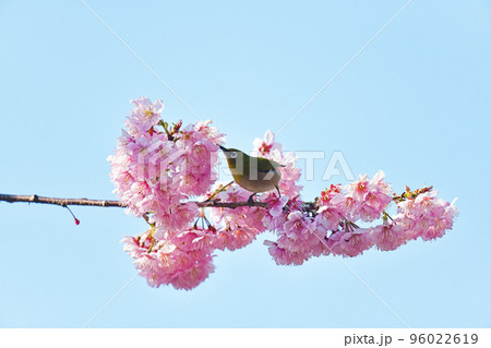 椿寒桜とメジロ 椿寒桜とメジロ 96022619