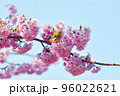 椿寒桜とメジロ 96022621