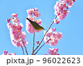 椿寒桜とメジロ 96022623
