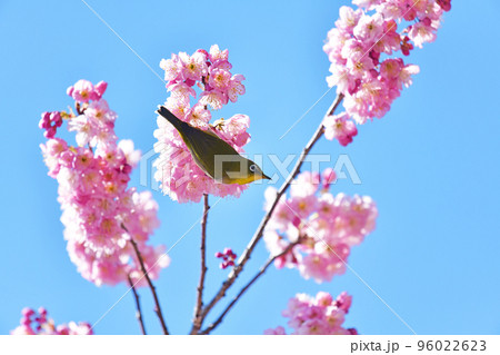 椿寒桜とメジロ 椿寒桜とメジロ 96022623