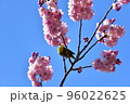 椿寒桜とメジロ 96022625