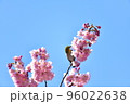 椿寒桜とメジロ 96022638