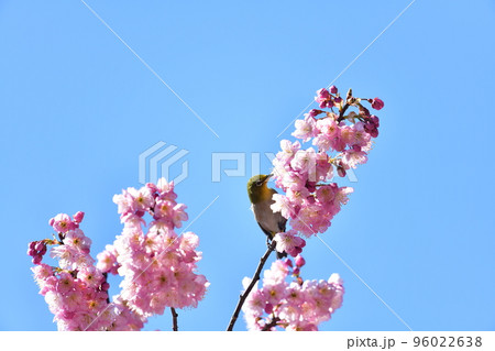椿寒桜とメジロ 椿寒桜とメジロ 96022638