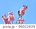 椿寒桜とメジロ 96022639