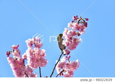 椿寒桜とメジロ 椿寒桜とメジロ 96022639