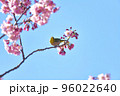 椿寒桜とメジロ 96022640