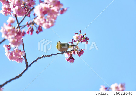 椿寒桜とメジロ 椿寒桜とメジロ 96022640
