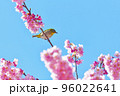 椿寒桜とメジロ 96022641