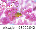 椿寒桜とメジロ 96022642