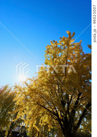 茨城県立歴史館の銀杏 茨城県立歴史館の銀杏 96023007