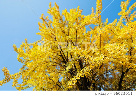 茨城県立歴史館の銀杏 茨城県立歴史館の銀杏 96023011