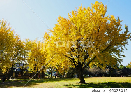 茨城県立歴史館の銀杏 茨城県立歴史館の銀杏 96023015