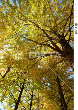 茨城県立歴史館の銀杏 96023027