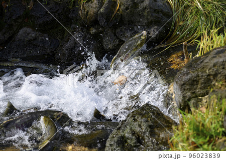 ジャンプして遡上する鮭 96023839