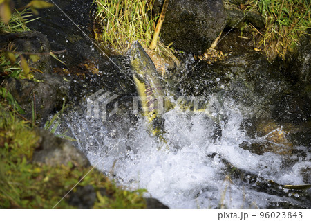 ジャンプして遡上する鮭 96023843