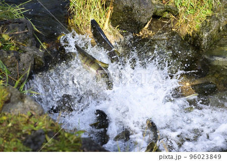 ジャンプして遡上する鮭 96023849