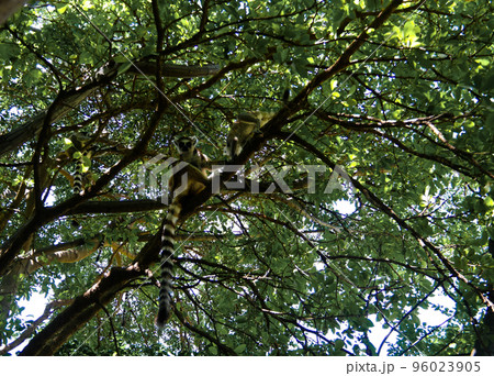 Portrait of the ring-tailed lemur Lemur catta aka King Julien in Anja Community Reserve at Manambolo, Ambalavao, Madagascar 96023905
