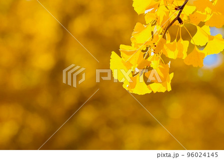 茨城県立歴史館の銀杏 茨城県立歴史館の銀杏 96024145