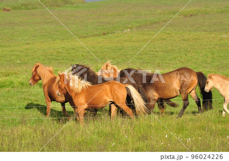 Beautiful view of a herd of horses in a big field in Iceland 96024226