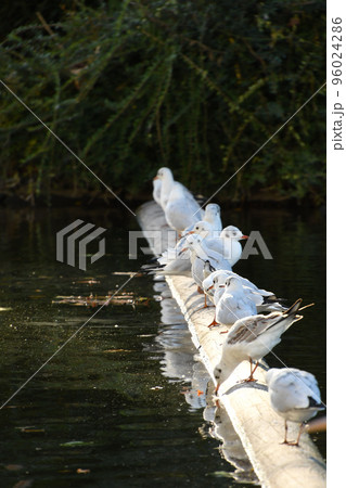 Seagulls in a row in the sun on a wooden pole at the Ko-Bogen in Dusseldorf, Germany Seagulls in a row in the sun on a wooden pole at the Ko-Bogen in Dusseldorf, Germany 96024286