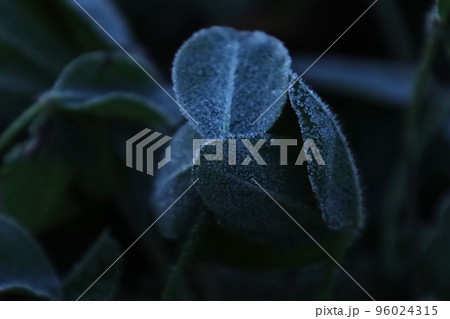 霜が降りたクローバー 96024315