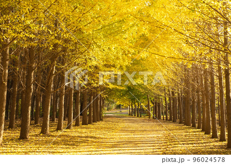 北海道イチョウ並木のある風景 北海道イチョウ並木のある風景 96024578