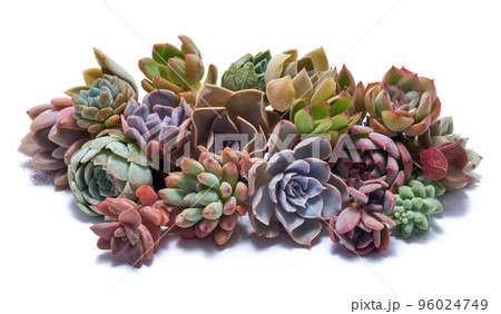 Group of Echeveria and Pachyveria opalina Succulent rooted cutting Plants Isolated on White Background Group of Echeveria and Pachyveria opalina Succulent rooted cutting Plants Isolated on White Background 96024749
