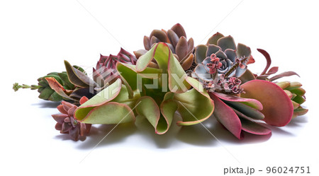 Group of Echeveria and Pachyveria opalina Succulent rooted cutting Plants Isolated on White Background 96024751