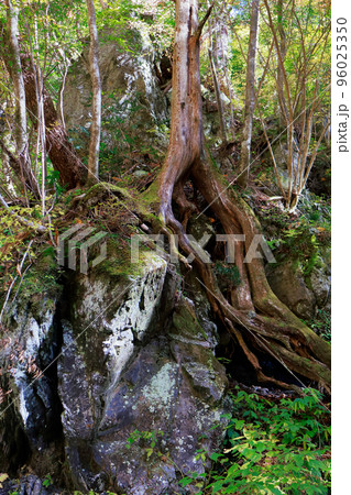 愛媛県　内子町　大木 96025350