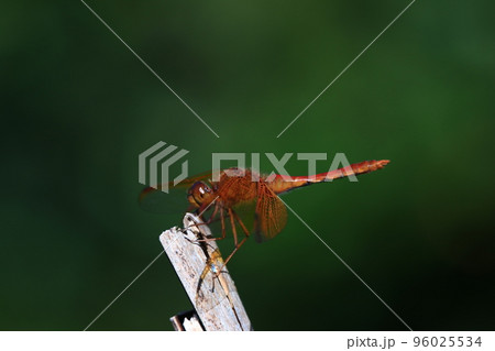 キトンボ 96025534