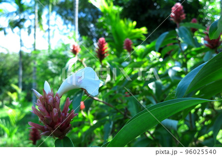 熱帯地方の、ショウガの仲間の花 熱帯地方の、ショウガの仲間の花 96025540
