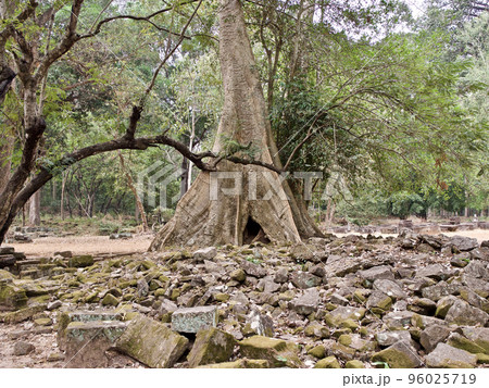 Huge trees with a powerful root system Huge trees with a powerful root system 96025719