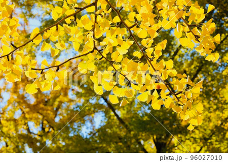 銀杏 茨城県水戸市 銀杏 茨城県水戸市 96027010