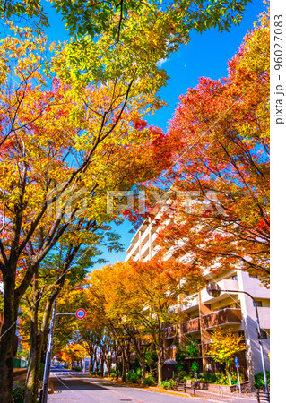 枚方市ケヤキ通りの紅葉 96027083