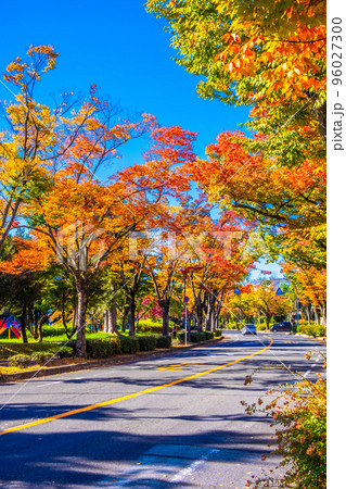 枚方市ケヤキ通りの紅葉 枚方市ケヤキ通りの紅葉 96027300