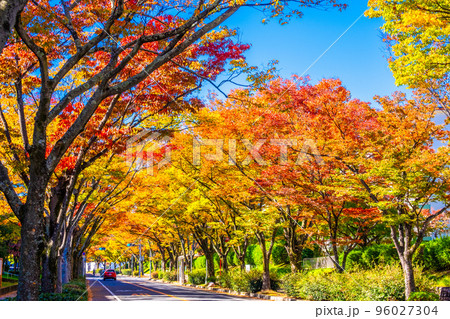 枚方市ケヤキ通りの紅葉 96027304