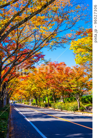 枚方市ケヤキ通りの紅葉 96027306