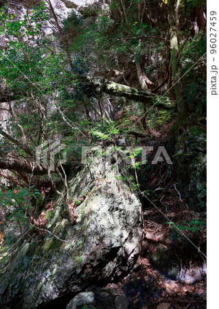 愛媛県　内子町　大木　倒木　小田深山渓谷 96027459