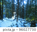 雪積もる森林 96027730