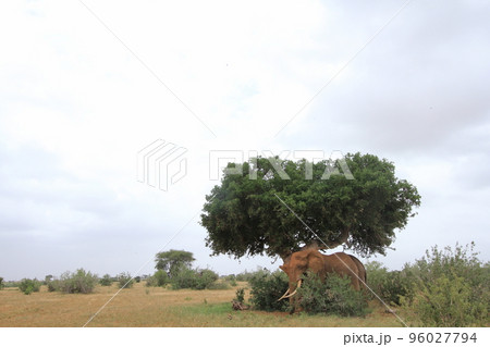 木陰で休むアフリカ象のいる風景 96027794