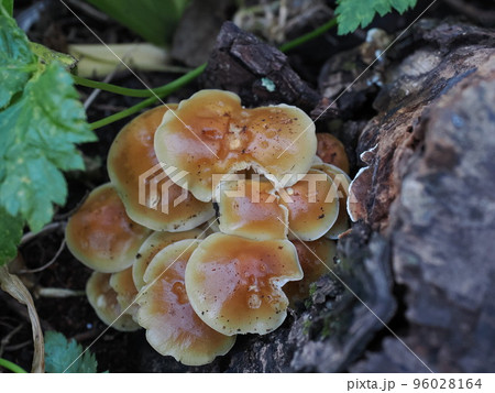 柿の切り株に育ったエノキ茸 96028164